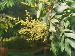 -呀路古热带植物园