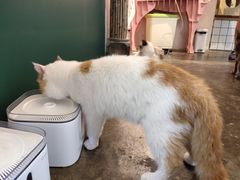 -喵屿·大理花园猫咖