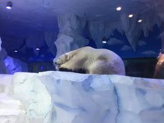 -芜湖新华联大白鲸海洋公园