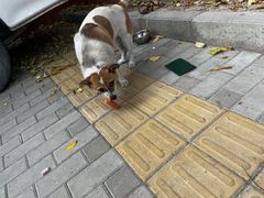 -老诚一锅羊蝎子(垡头店)