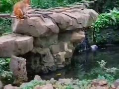 -南湾猴岛+椰田古寨一日游