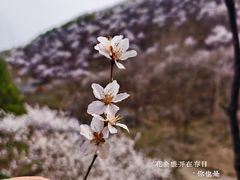 -妙峰山风景名胜区