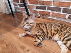 -猫友咖啡店(玉林西路店)