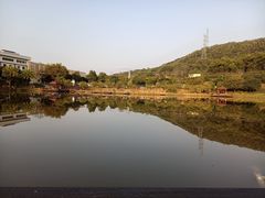 -梧桐庄园