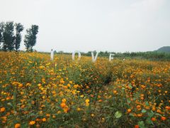 -北京东方普罗旺斯薰衣草庄园