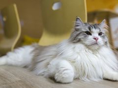 -柴迷FANS CLUB·柴犬狗咖·猫咖