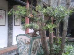 盆栽-东莞市可园博物馆