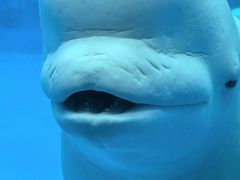 -海合安天津极地海洋公园