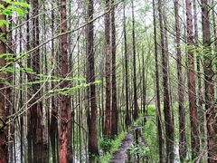 -桤木河湿地公园