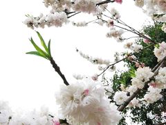 -羊山湖公园