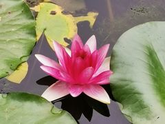 -莲湖公园