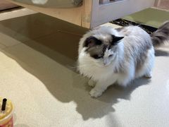 -藏猫猫咖啡主题馆(中央大道店)