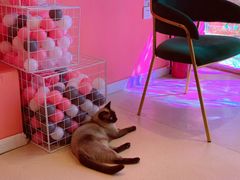 -藏猫猫咖啡主题馆(中央大道店)