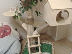 -唐小姐の私宠·宠物洗护美容·撸猫馆·购宠(周浦万达旗舰店)