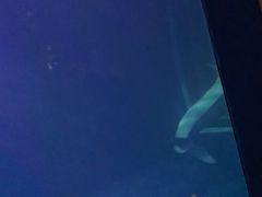 -大连圣亚海洋世界