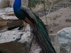 -栾川竹海野生动物园