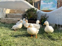 -HERRE·FARM 赫尔露营农场·团建聚会包场