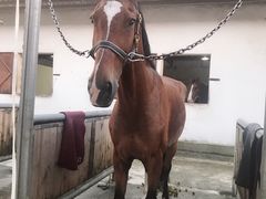 -松声马术俱乐部