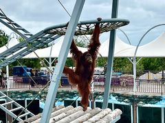 -西霞口神雕山野生动物世界