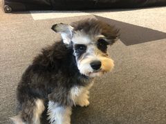 -帕帕拉兹宠物(亚洲旗舰店)