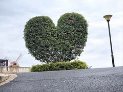 -东莞植物园
