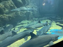 -青岛海底世界-水族馆