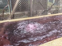 -春晖园度假酒店温泉