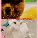 夏日推荐超级好看的萌宠馆｜PoiPoi