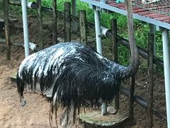 -西霞口神雕山野生动物世界