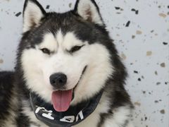 -Husky Go!哈士奇体验馆·宠物咖啡厅狗咖