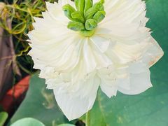 -上海植物园-4号门售票处