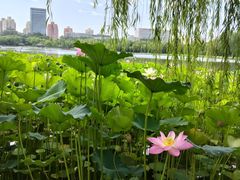 -莲花池公园