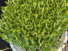 -葛记红焖羊肉(和平路形象店)