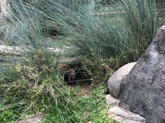 -可伦宾野生动物保护区