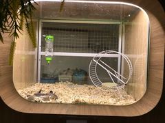 -藦茜花园宠物主题亲子互动体验馆(国顺东路店)