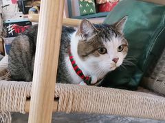 -喵屿·大理花园猫咖