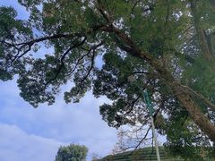 -龙坞茶村