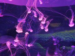 -欢乐海岸海洋奇梦馆