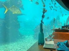 -涛·海底餐厅·美人鱼·自助餐·海底隧道(三亚海棠湾洲际度假酒店)