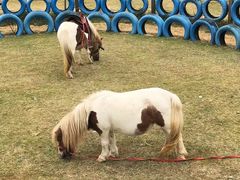 -武汉紫薇都市田园