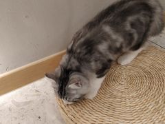 -飞行喵MR PILOT|猫舍·猫咖(静安大融城店)