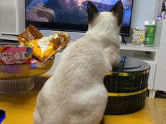 -欣宠猫屋·矮脚拿破仑·蓝金金渐层