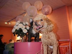 -百好乐宠物友好餐厅(朝外大街店)