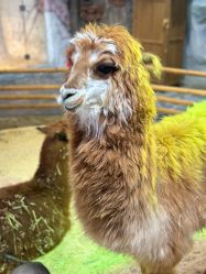 -Zoolung Zoolung动物主题公园(海信广场店)