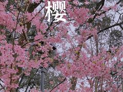 -南山植物园