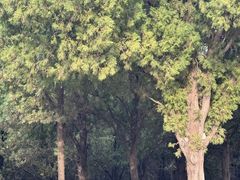 -原山国家森林公园