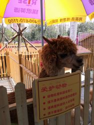 -萌宠亲子动物乐园(槐房万达店)