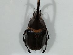 -上海昆虫博物馆