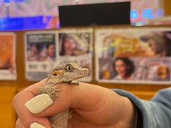 -酷以爬仙阁实体爬宠店·守宫·蜥蜴·专业繁育