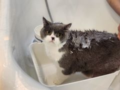 -momokira米努特·德文卷毛猫·棉花面纱犬